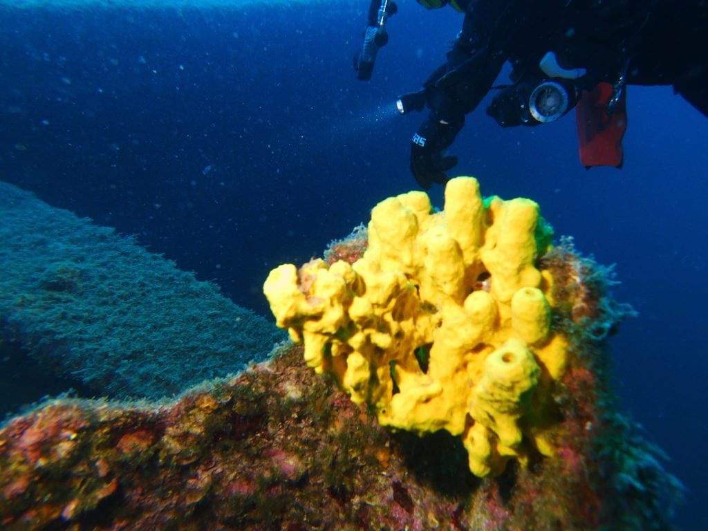 Gelbe Meeresschwämme auf einer Unterwasserstruktur